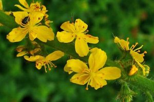 Flores de Bach Agrimony – Agrimonia (Agrimonia Eupatoria)