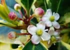 Flores de Bach: Holly – Acebo (Ilex Aquifolium)