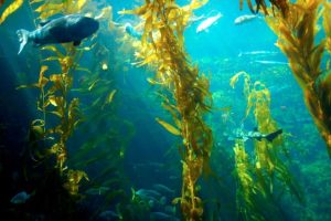 Las Propiedades de Las Algas Kelp