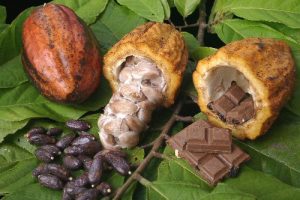 El Cacao y sus Propiedades