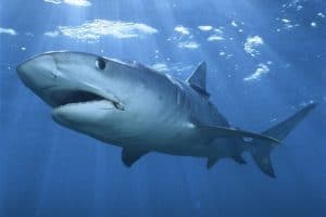 El Cartilago de Tiburón y sus Propiedades