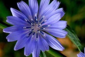 Flores de Bach: Chicory – Achicoria (Chicorium Intybus)