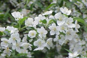 Flores de Bach: Crab Apple – Logros a partir del Manzano Silvestre (Malus Sylvestris)