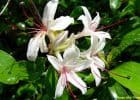 Flores de Bach: Honeysuckle – Madreselva (Lonicera Caprifolium)