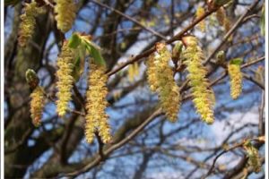 Flores de Bach: Hornbeam – Hojarazo (Carpinus betulus)