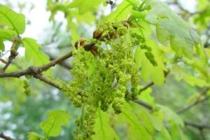 Flores de Bach: Oak – Roble (Quercus Robur)