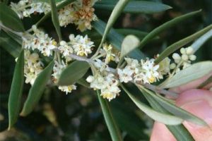 Flores de Bach: Olive – Olivo (Olea Europaea)