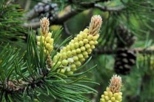 Flores de Bach: Pine – Pino Silvestre (Pinus Sylvestris)