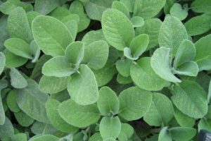 Salvia: Propiedades y Beneficios