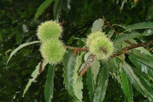 Flores de Bach: Sweet Chesnut – Castaño Dulce (Castanea Sativa)