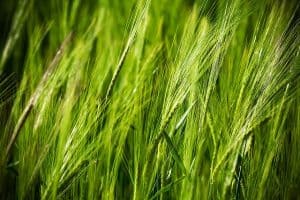 El Verde de Trigo, usos, beneficios y Contraindicaciones