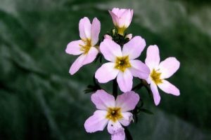 Flores de Bach: Water Violet – Violeta de Agua (Hottonia Palustris)