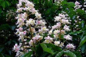 Flores de Bach: White Chesnut – Castaño de Indias (Aesculus Hippocastanum)