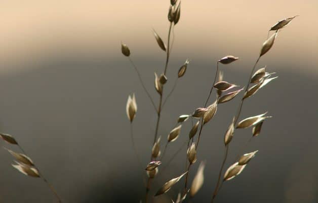 Flores De Bach Wild Oat Avena Silvestre Bromus Ramosus Indigo Hierbas