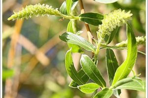 Flores de Bach: Willow – Sauce (Salix Vitellina)