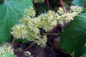 Flores de Bach: Vine – Vid (Vitis Vinifera)