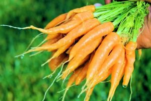 La Zanahoria y sus Propiedades Curativas