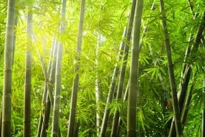 El Bambú Tabashir, ¿que beneficios aporta a nuestra salud?