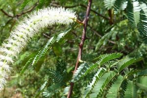 Los efectos curativos del tepezcohuite (Mimosa tenuiflora)