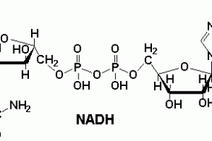 NADH (nicotinamida adenina dinucleótido de hidrógeno). propiedades, Beneficios y usos