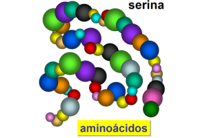 L-Serina, propiedades, usos y contraindicaciones
