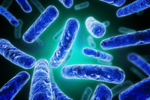 Probioticos Humanos: Bifidobacterium longum