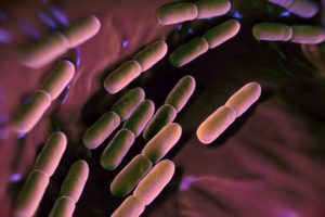Probioticos Humanos: lactobacilus salivarus