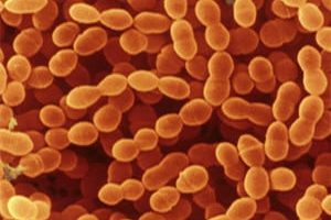 Probioticos Humanos: Streptococus Thermophilus