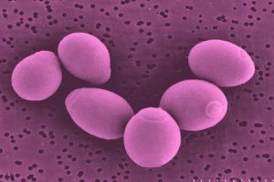Probioticos Humanos: Saccharomyces Boulardii