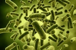 Probioticos Humanos: Lactobacilus Casei