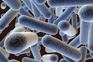 Probioticos Humanos: Lactobacilus Gasseri