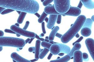 Bifidobacterium infantis: Sabes cuales son sus Usos , Beneficios y Contraindicaciones