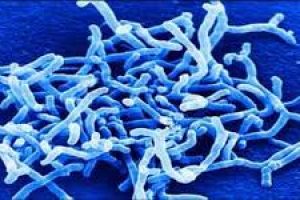 Bifidobacterium breve: Conoce todos sus Usos, Beneficios y Contraindicaciones