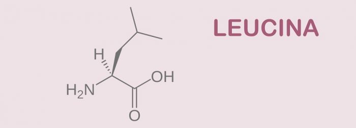 Leucina Usos Beneficios Y Contraindicaciones Indigo Hierbas 5363