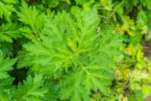Artemisia Annua, Usos, Beneficios y Contraindicaciones