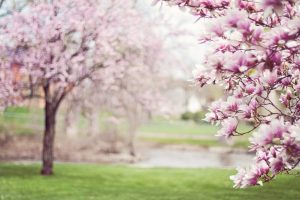 Magnolia: Usos, Beneficios y Contraindicaciones